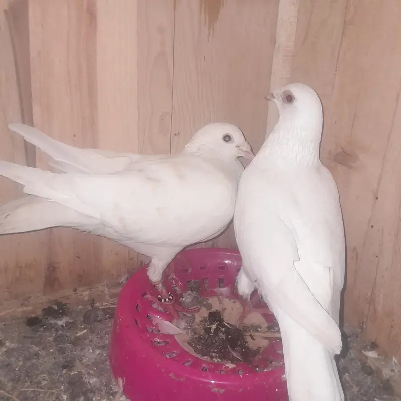 Two Pigeons Breeder Pairs For Sale — photo 3