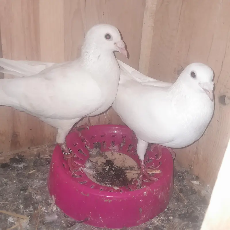 Two Pigeons Breeder Pairs For Sale — photo 4