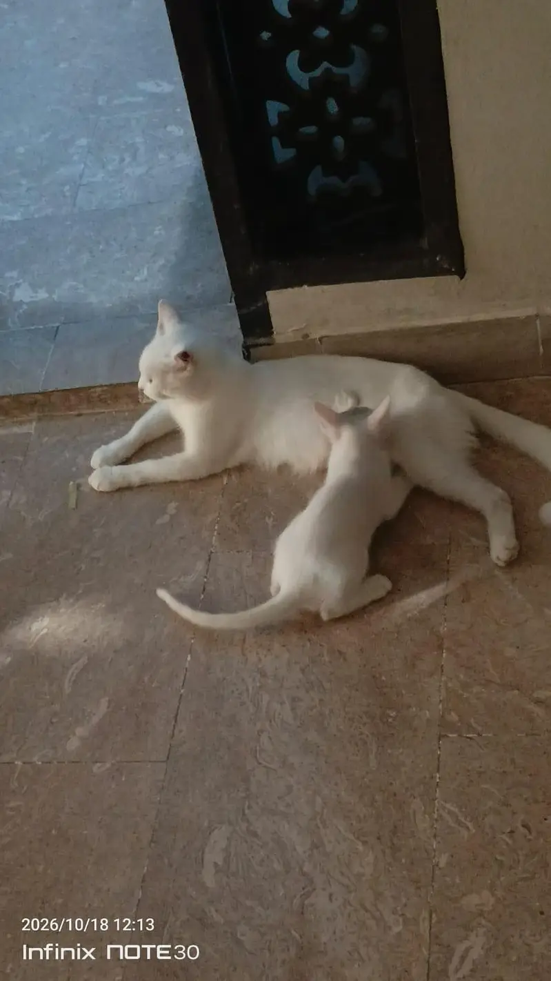 3 cats.  1. female white + 1 gray male + 1 kitten white 2month — photo 6