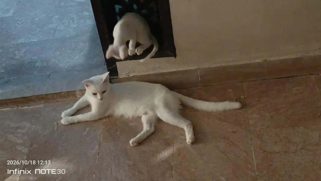 3 cats.  1. female white + 1 gray male + 1 kitten white 2month — photo 7
