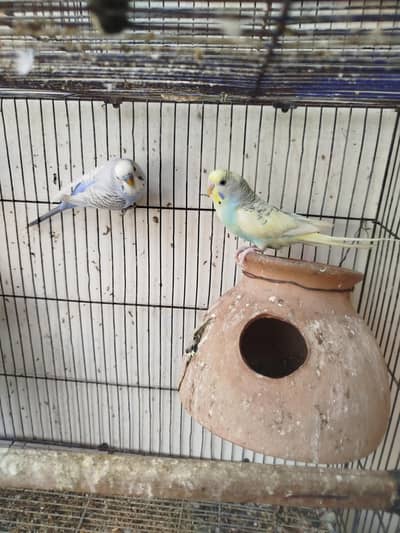 Breeder budgies