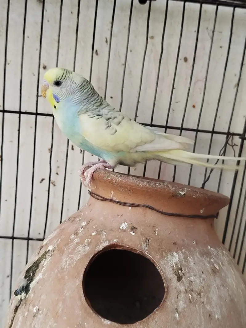 Breeder budgies — photo 2
