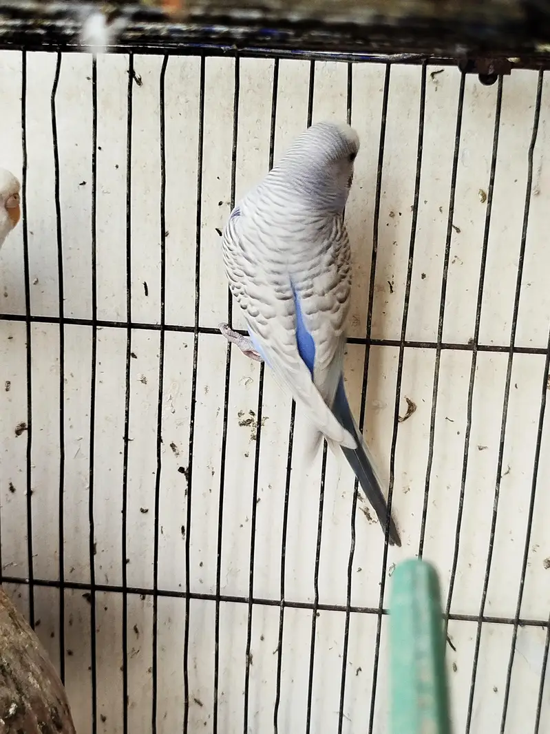 Breeder budgies — photo 3