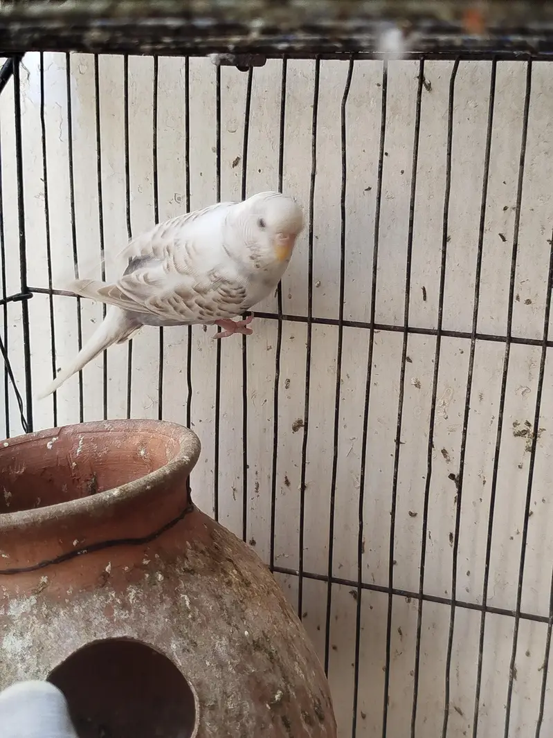 Breeder budgies — photo 4