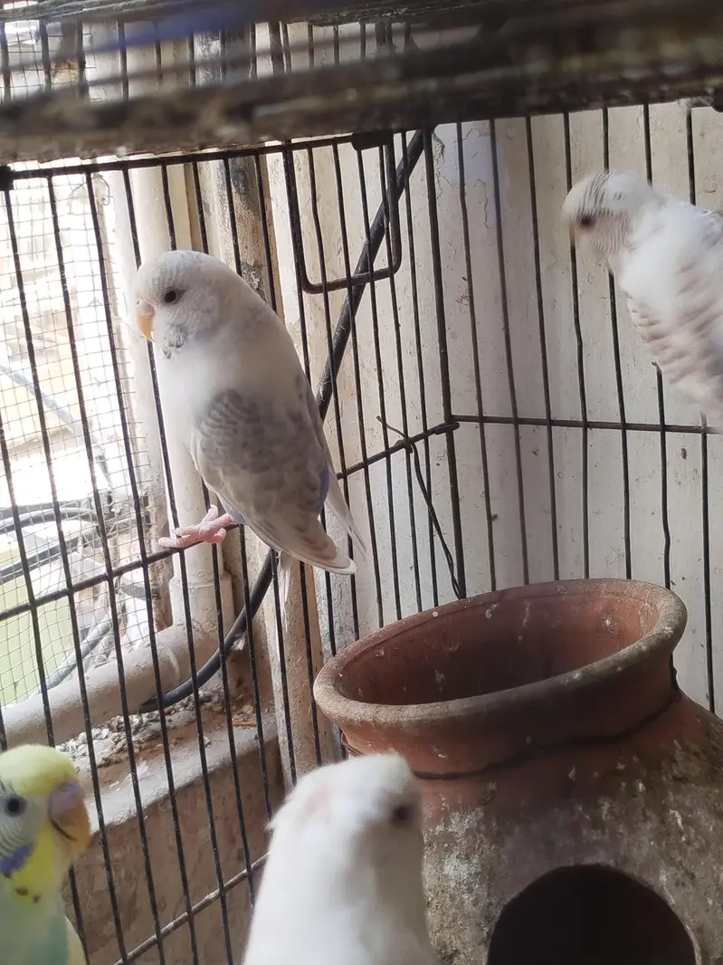 Breeder budgies — photo 5