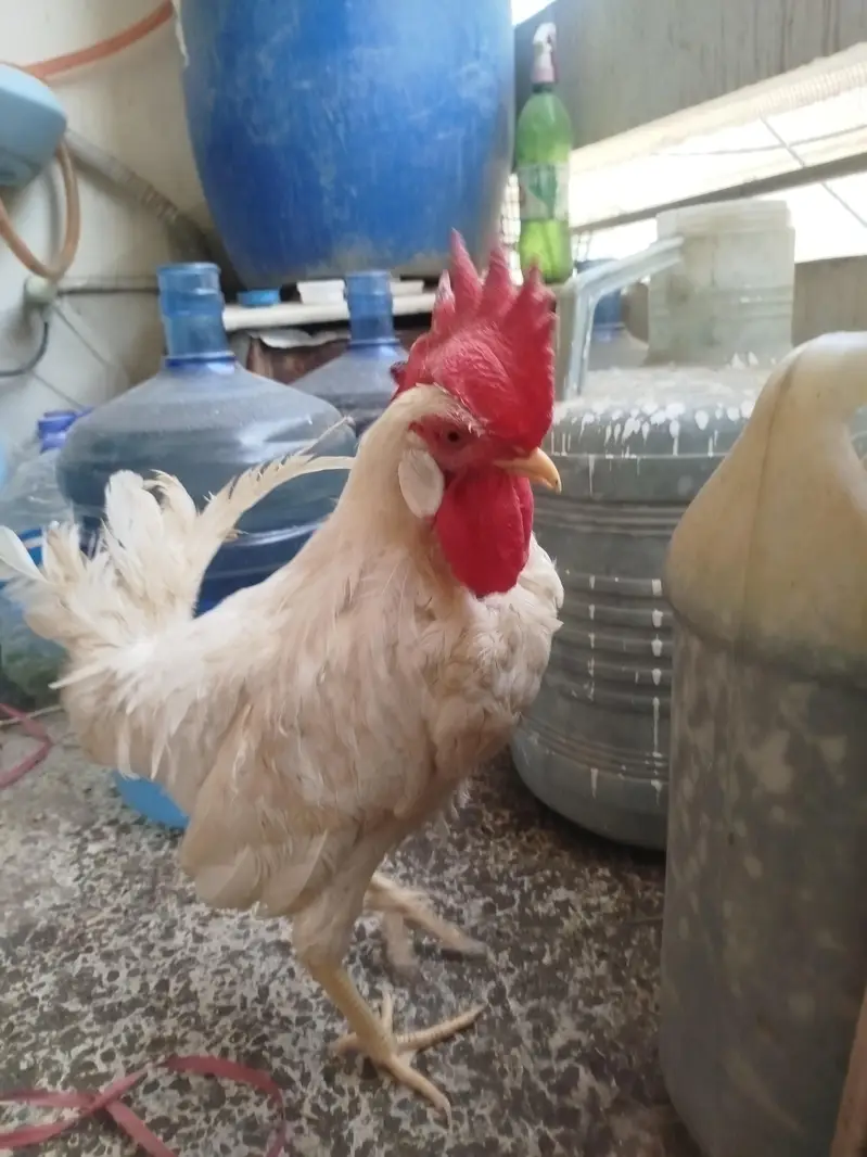 Breeder budgies — photo 7