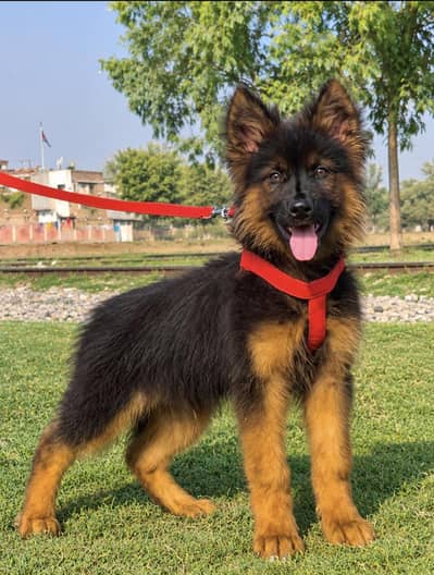 proper long coat gsd mail age 3 munths vaccinated  deworming complete