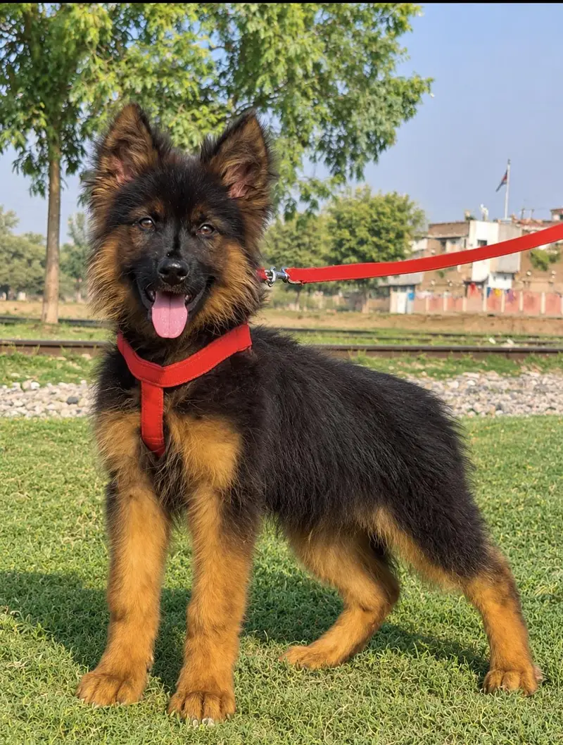 proper long coat gsd mail age 3 munths vaccinated  deworming complete — photo 2