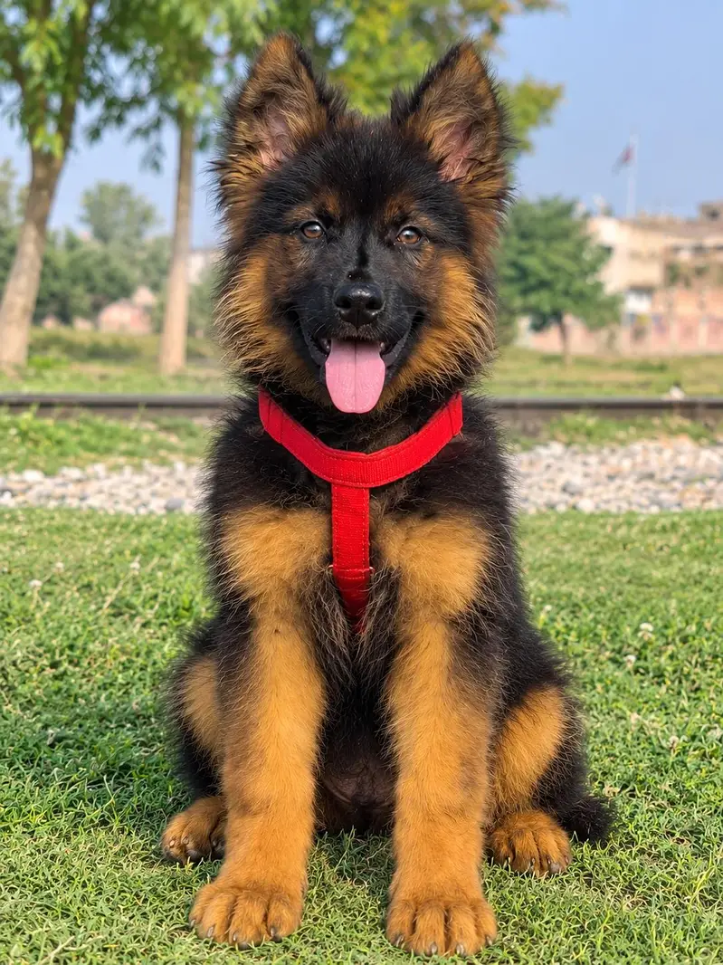 proper long coat gsd mail age 3 munths vaccinated  deworming complete — photo 3