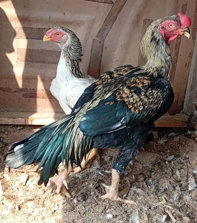 parot beak cross pair jumbo size