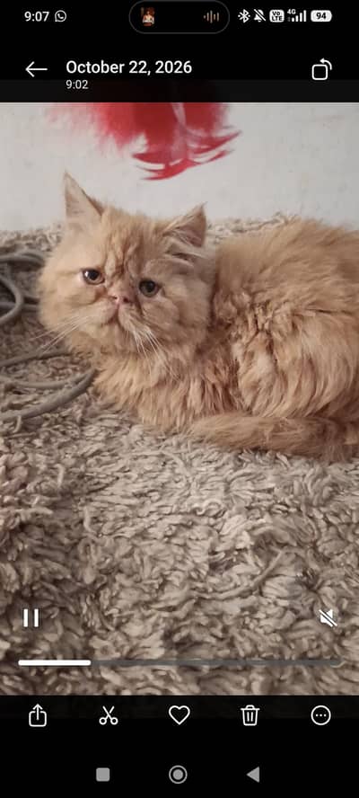 Ginger Persian/triple coated/female kitten/extreme face