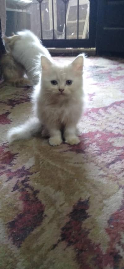 Persian cats for sale