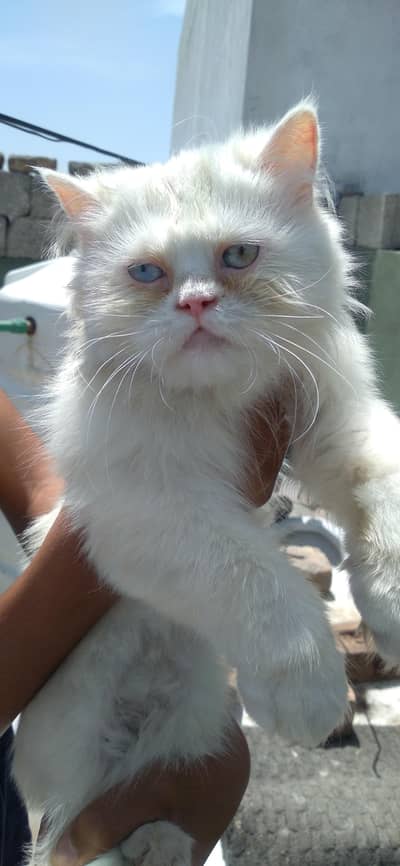 Persian cats for sale