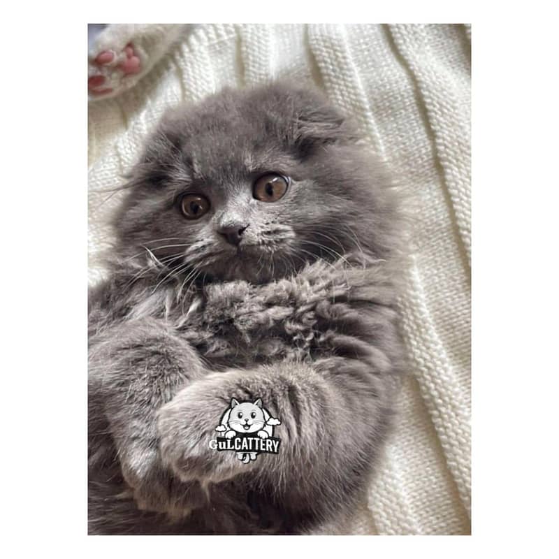 CASH ON DELIVERY ALSO DOOR STEP AVAILABLE - Cats - 1120750915