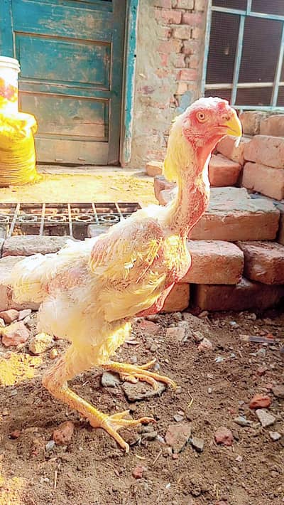 White shamo Female for sale leg ma issue hai female ki. . . . 03367349141