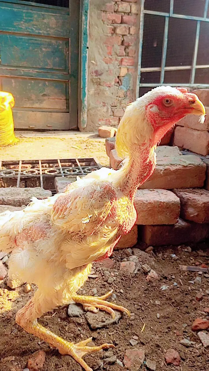 White shamo Female for sale leg ma issue hai female ki. . . . 03367349141 — photo 2