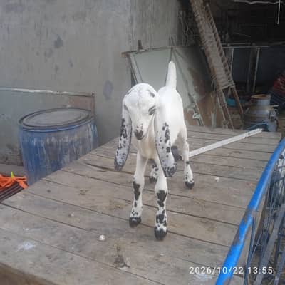 male white goat kid