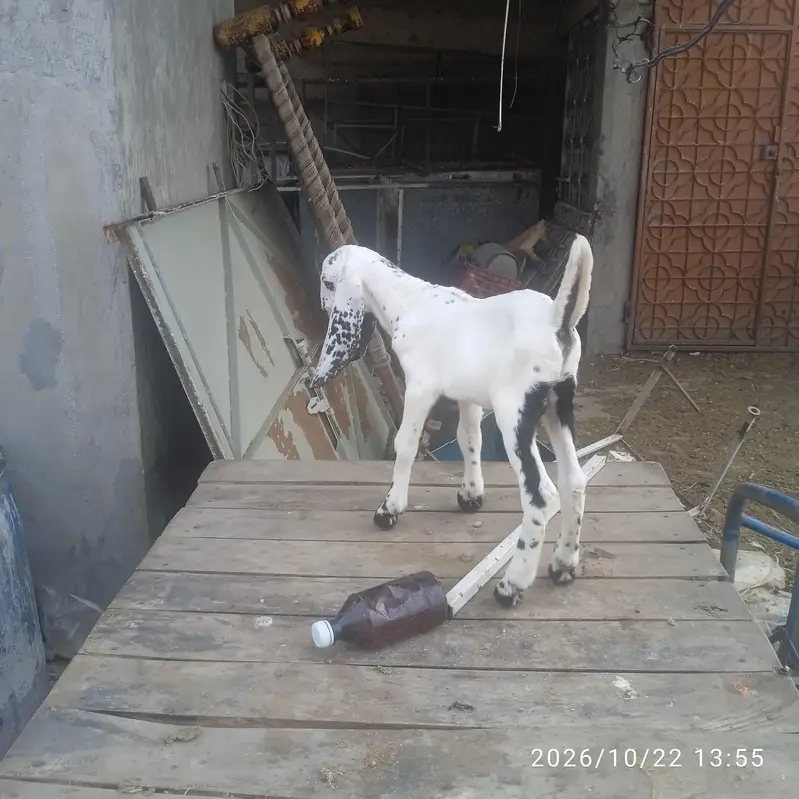male white goat kid — photo 2