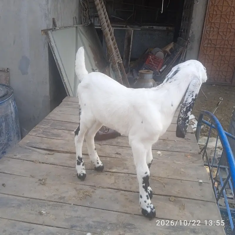male white goat kid — photo 3
