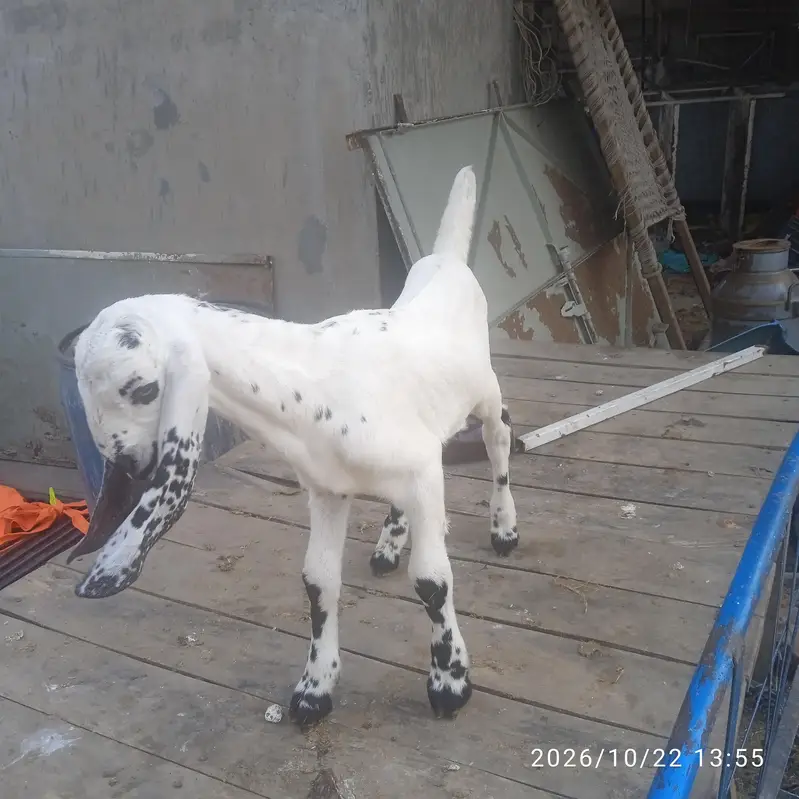 male white goat kid — photo 4