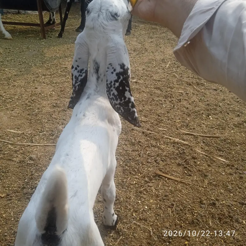 male white goat kid — photo 5