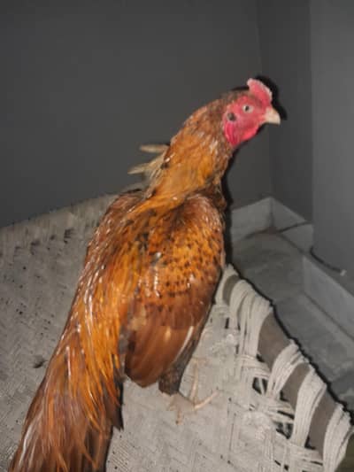 aseel hen