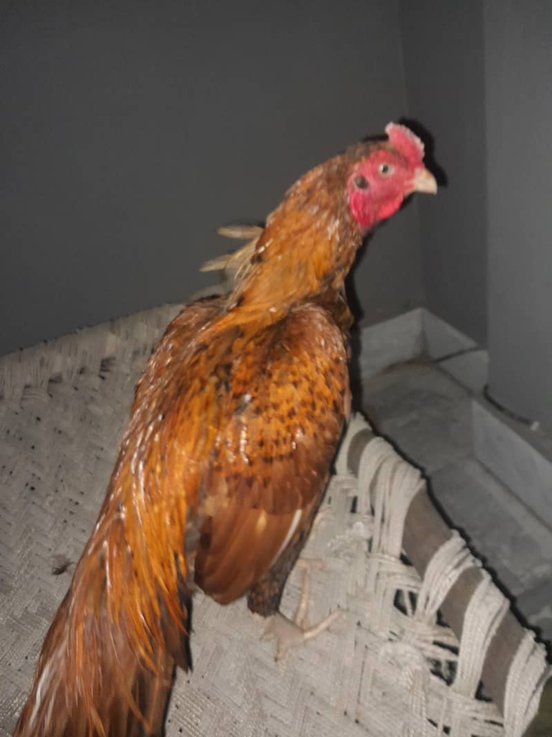 aseel hen 0