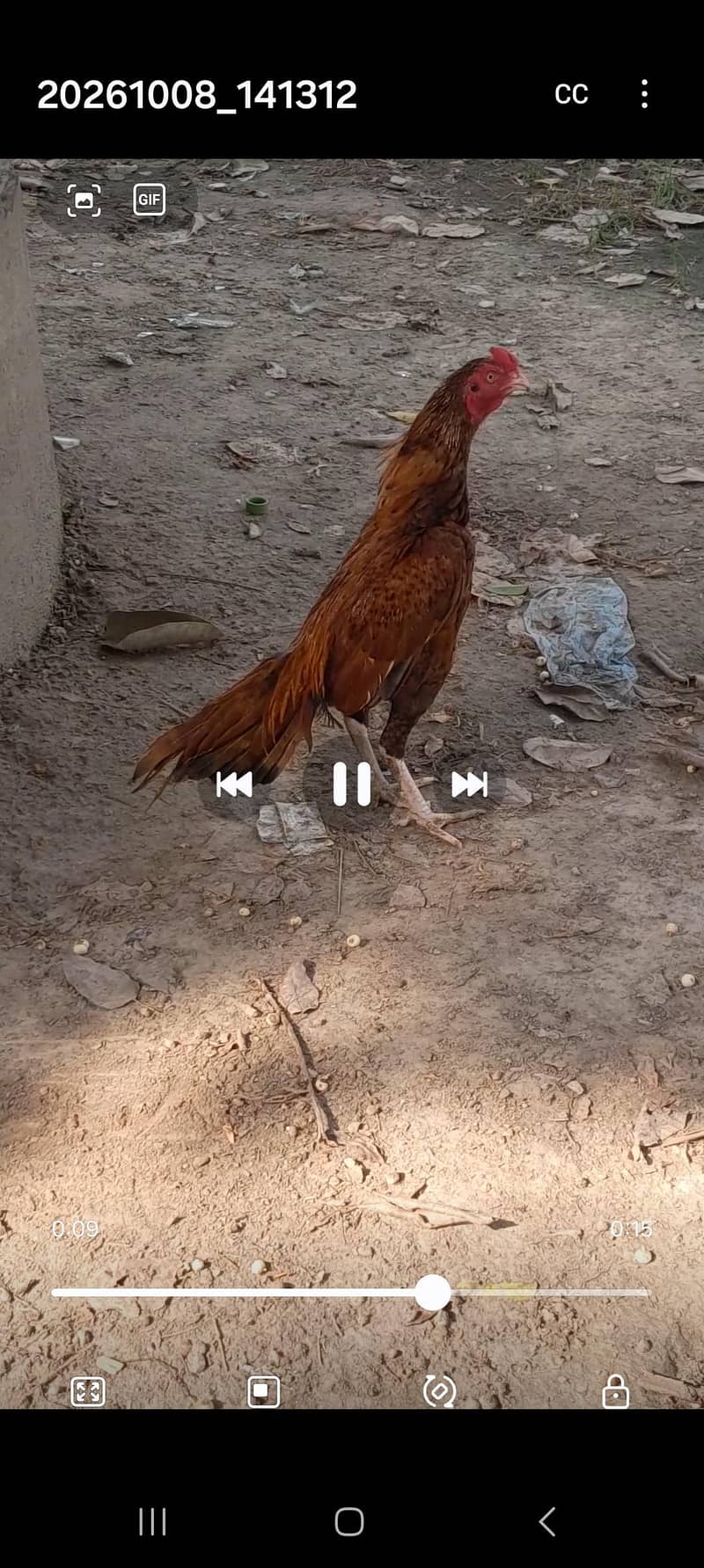aseel hen 1