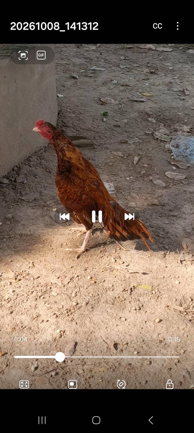 aseel hen 2