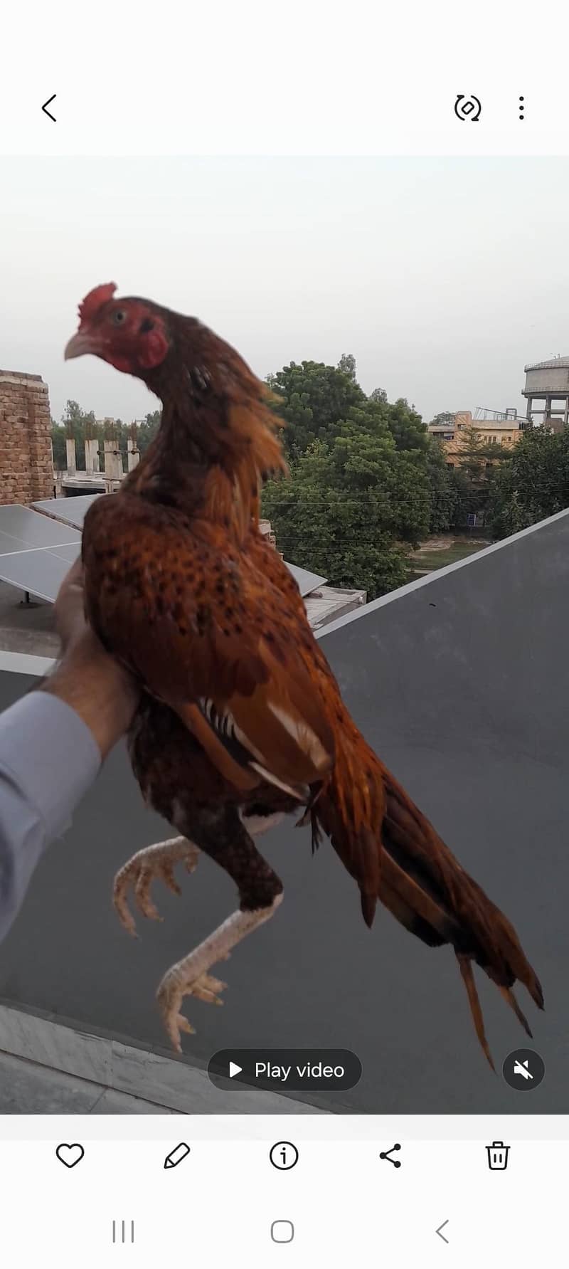 aseel hen 3