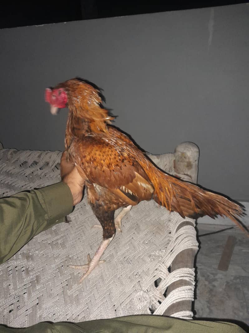 aseel hen 4