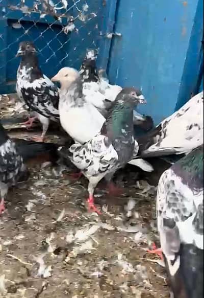 Perwazi kabuter