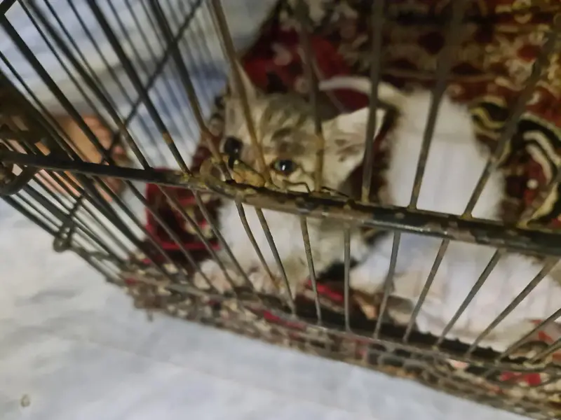 cute Persian kittens pair — photo 3