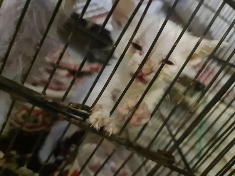 cute Persian kittens pair — photo 5