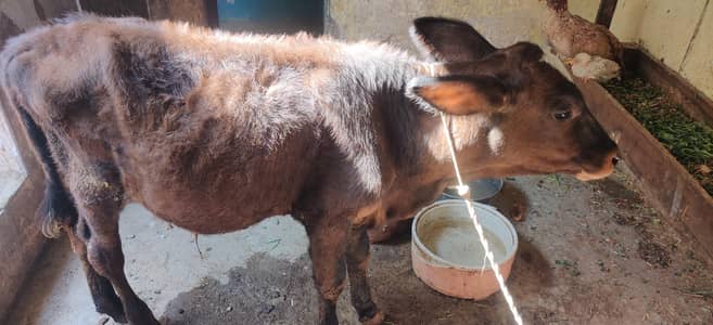 calf for sale price only70000