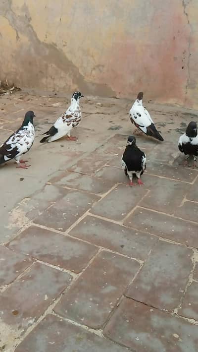 4 pashori pigeons and 1 khaal pigeon
