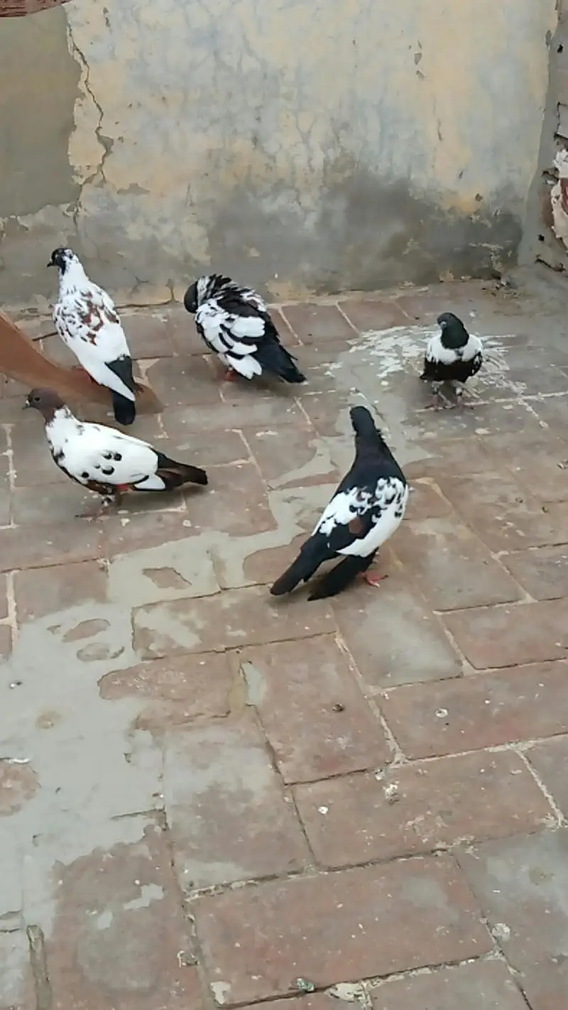 4 pashori pigeons and 1 khaal pigeon contact number 0303 3058668 — photo 2