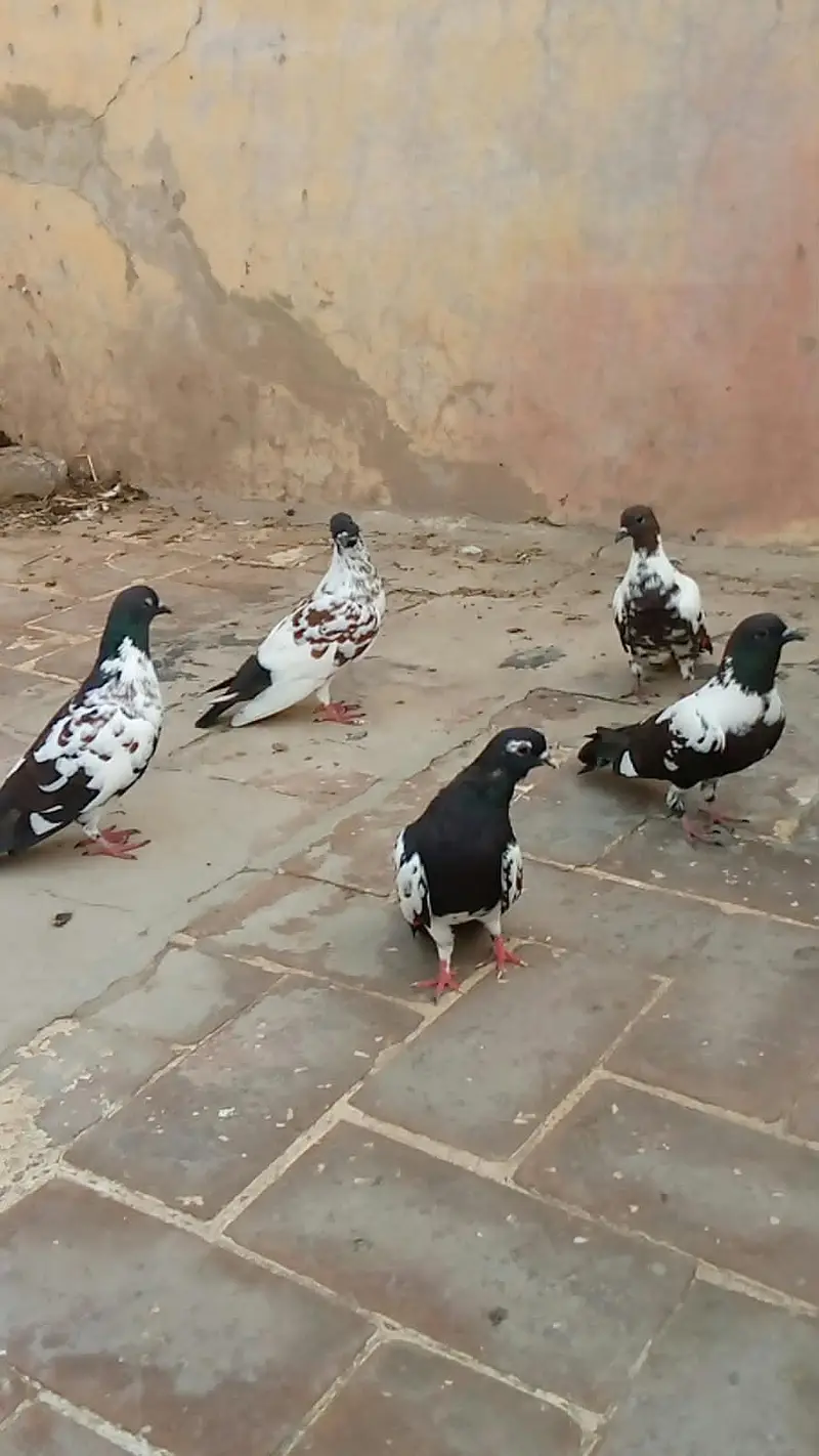 4 pashori pigeons and 1 khaal pigeon contact number 0303 3058668 — photo 3