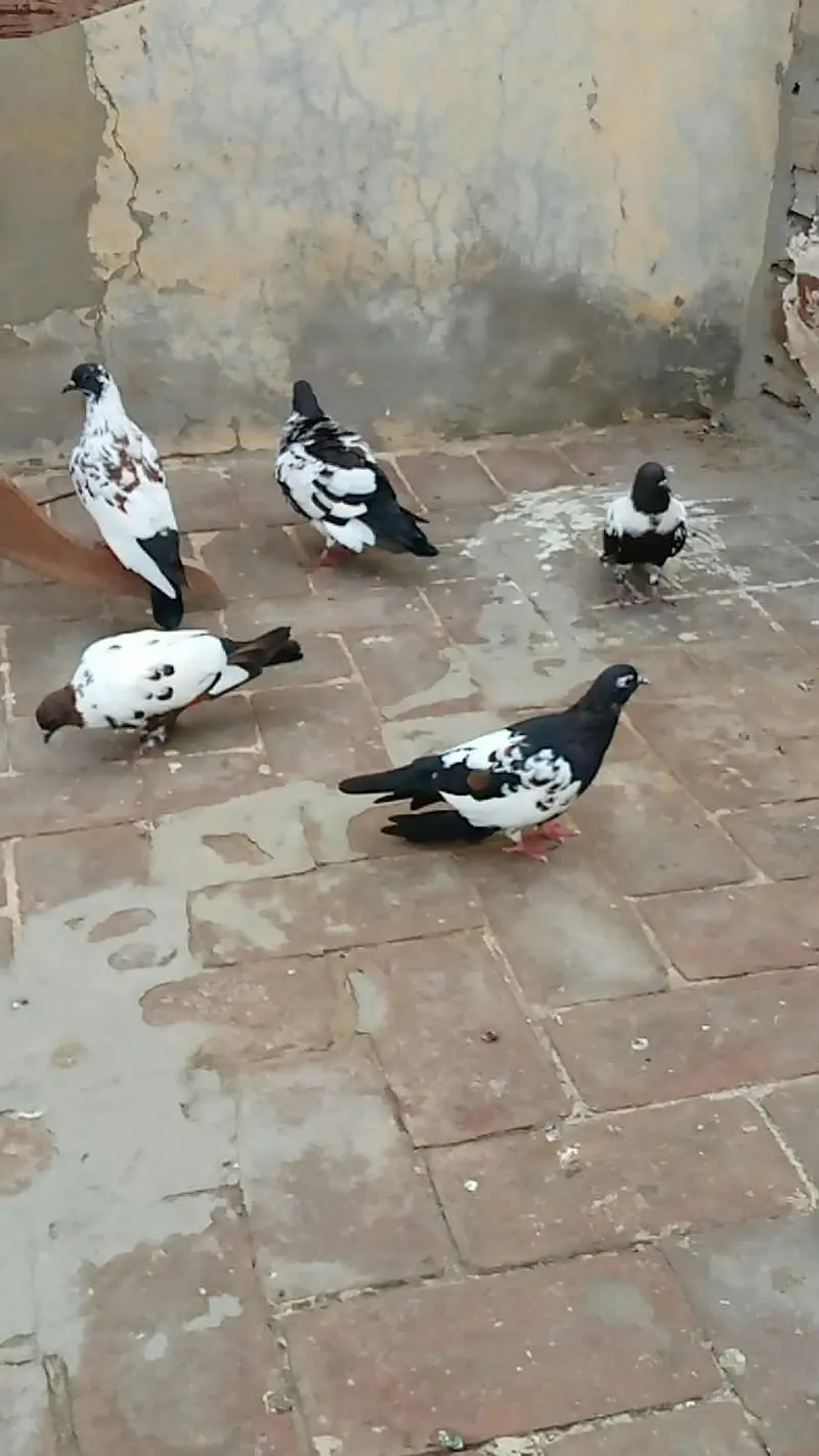 4 pashori pigeons and 1 khaal pigeon contact number 0303 3058668 — photo 4