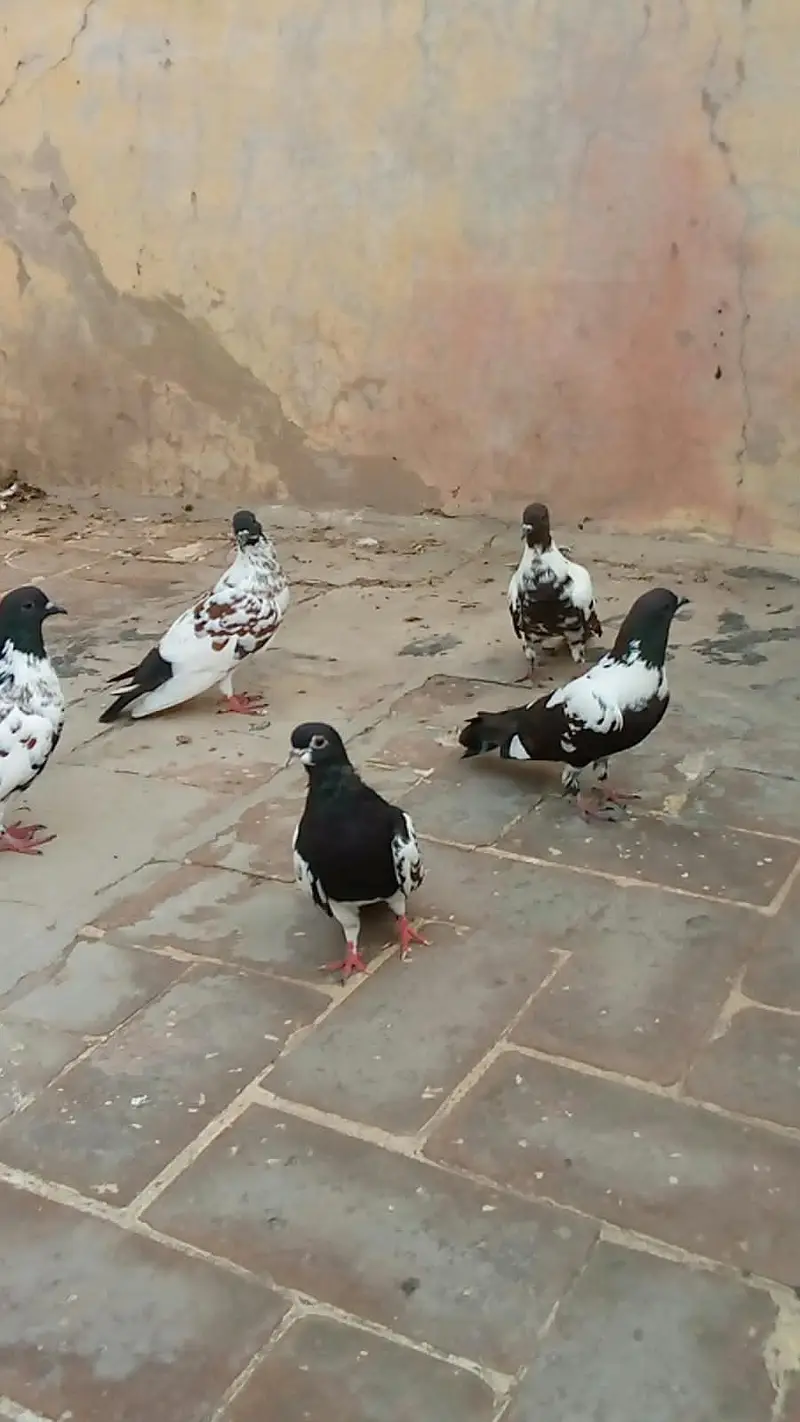 4 pashori pigeons and 1 khaal pigeon contact number 0303 3058668 — photo 5