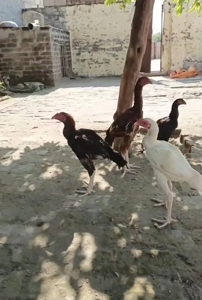 Mianwali Aseel Final Rs 10,000 — photo 2