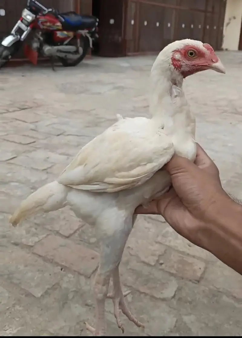 Mianwali Aseel Final Rs 10,000 — photo 9