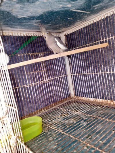 Cocktail female for sale