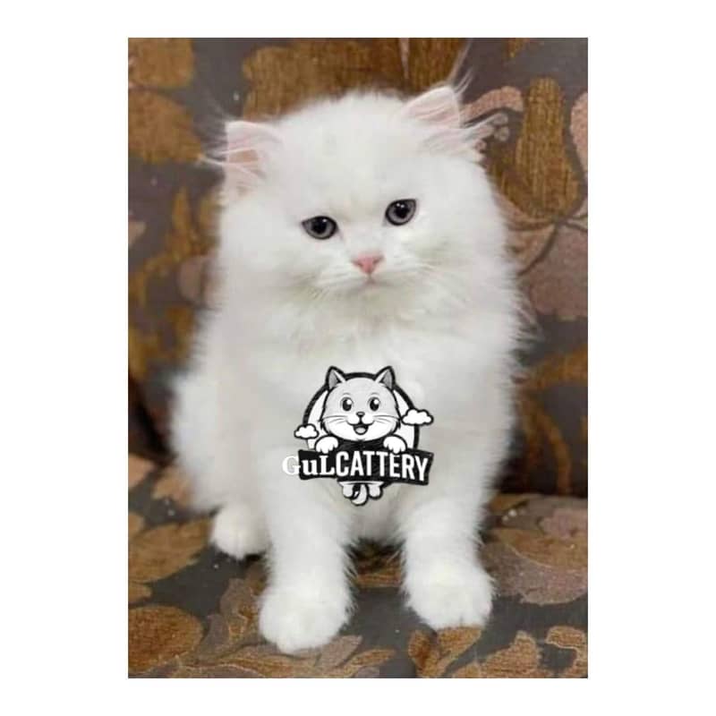 CASH ON DELIVERY ALSO DOOR STEP AVAILABLE - Cats - 1120751164