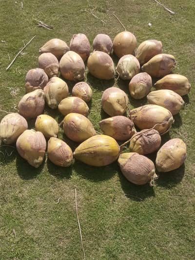 Fresh coconuts for sale