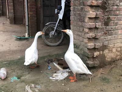 Long Neck Geese Ducks for Sale | Healthy & Beautiful Birds
