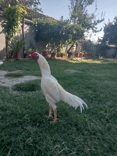 Aseel Heera RS 10000