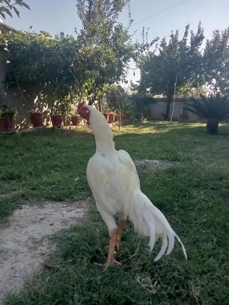 Aseel Heera RS 10000 — photo 2