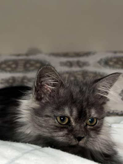 persian kitten for sale