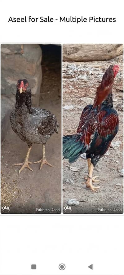 mianwalibreed